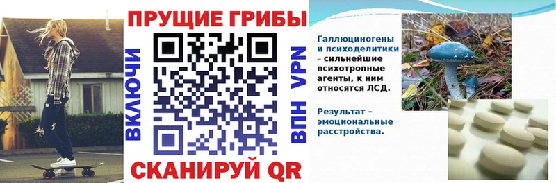 закладки  нарко площадка наркотические препараты  Псилоцибиновые грибы Magic Shrooms  Суздаль 